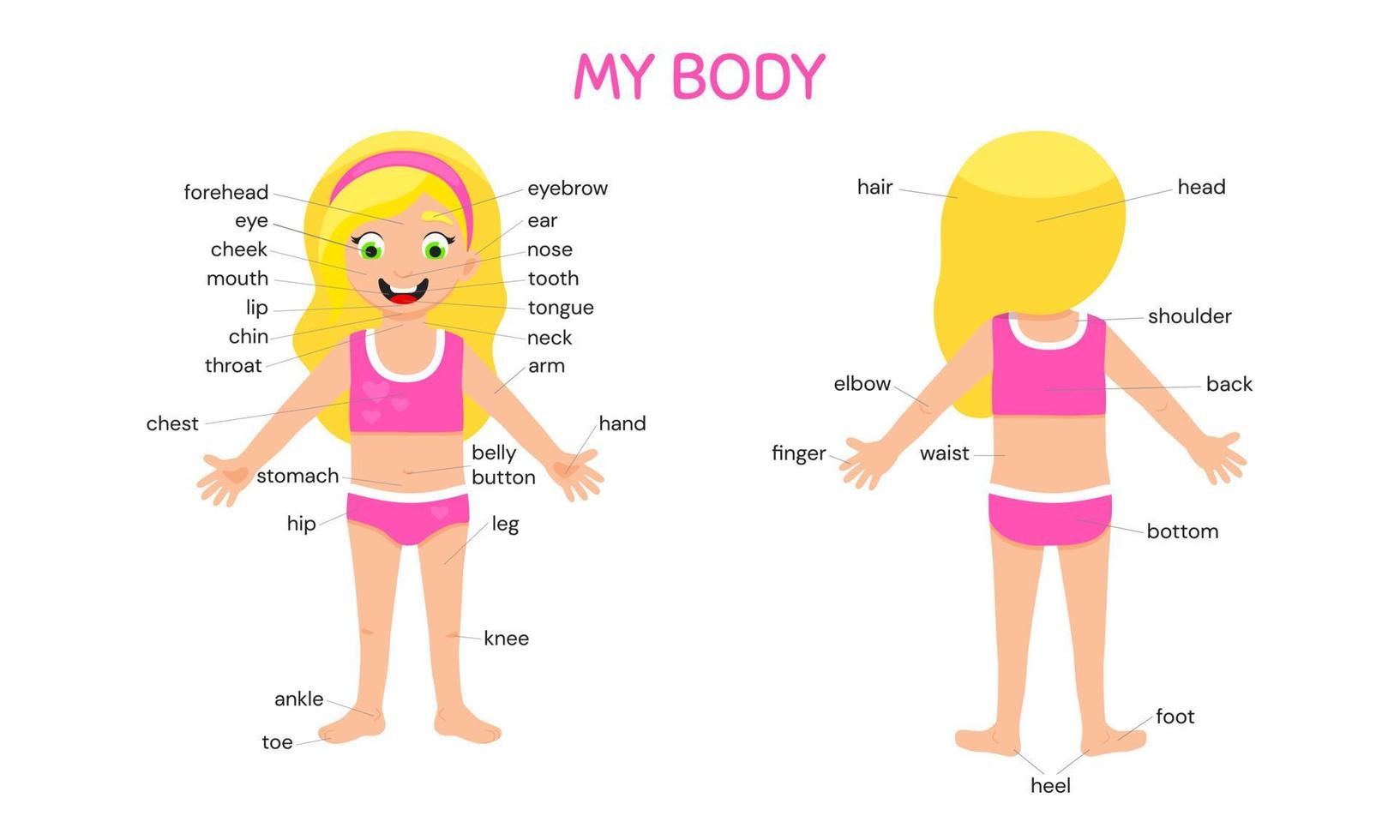 My body poster. Cute kid girl shows his body parts medical anatomy chart. vector