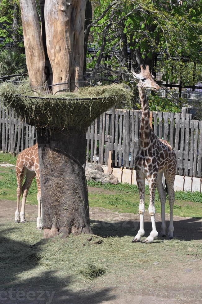 jirafa animal al aire libre foto