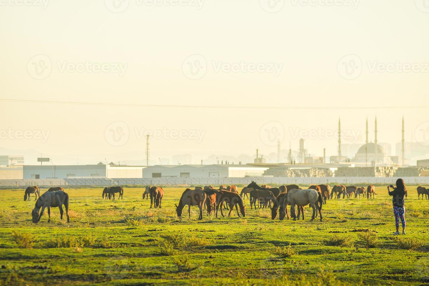 Herd of beautiful wild yilki gorgeous horses stand in meadow field in central anatolia Keyseri Turkey photo