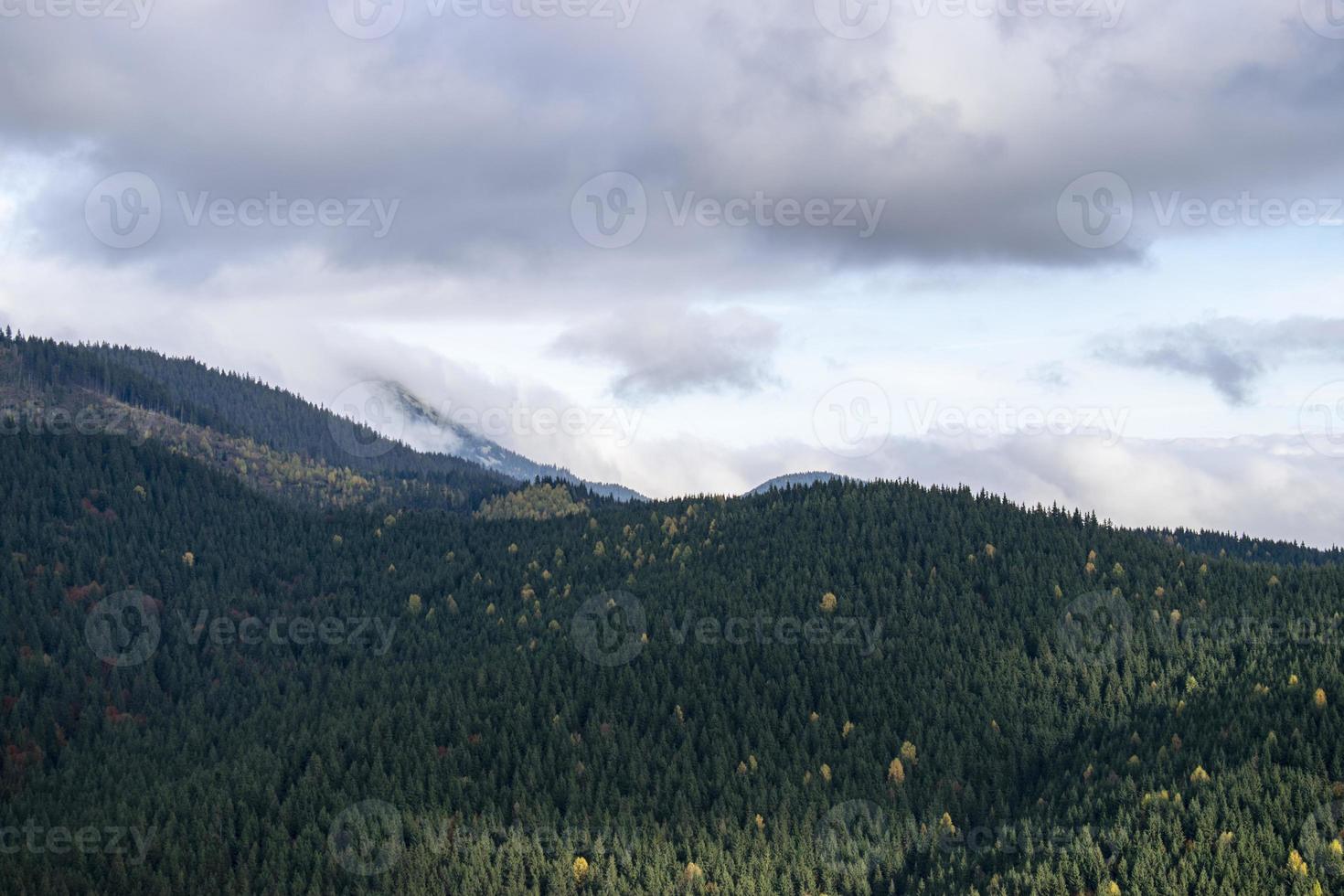 paisaje de montaña con bosque de abetos foto