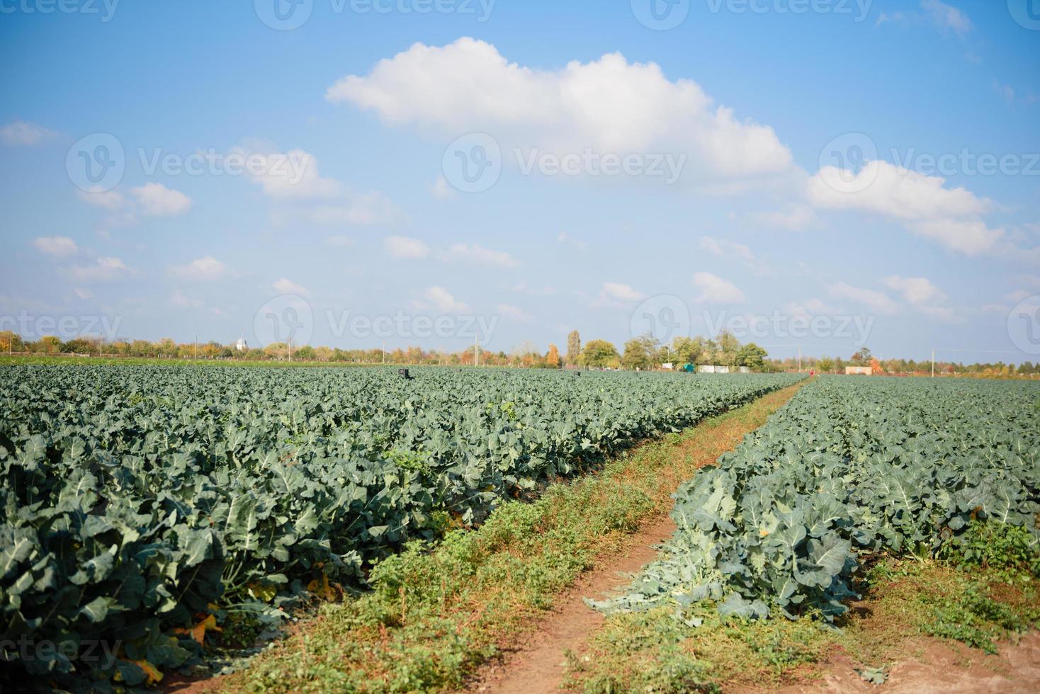 brócoli fresco que crece en el huerto orgánico foto