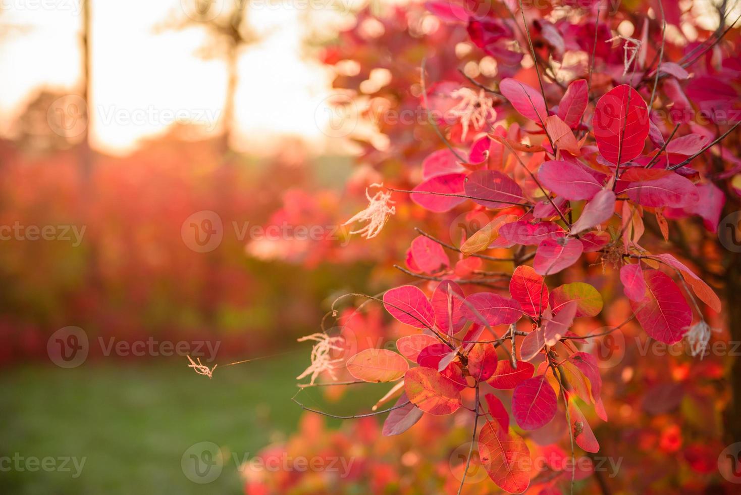 Beautiful autumn landscape with yellow trees and sun photo