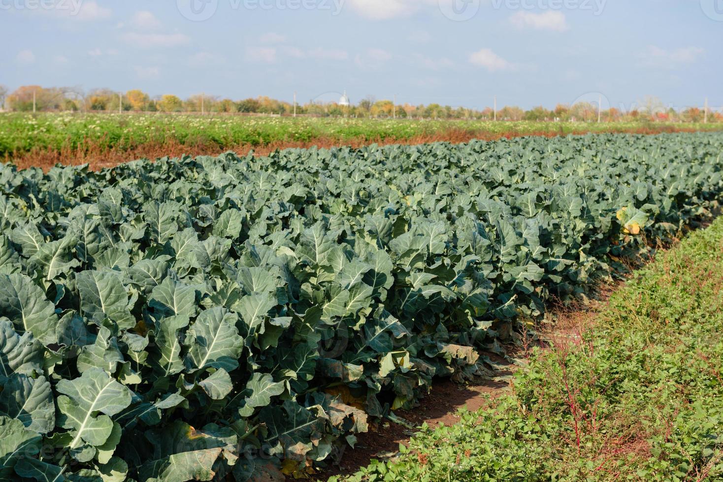 brócoli fresco que crece en el huerto orgánico foto