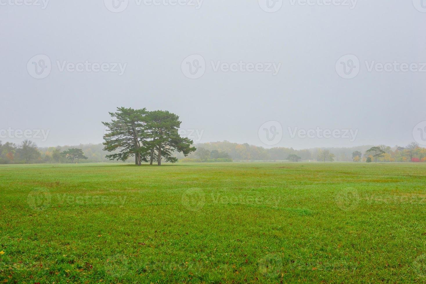 árbol en la niebla cálida mañana de otoño foto