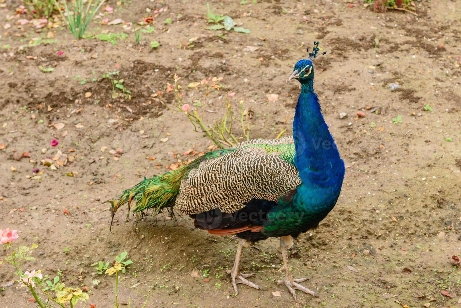 Peacock with beautiful blue feathers in the field photo