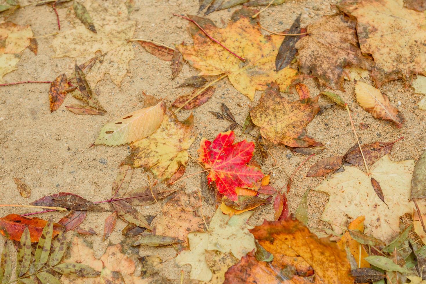 Autumn maple leave on grass closeup photo