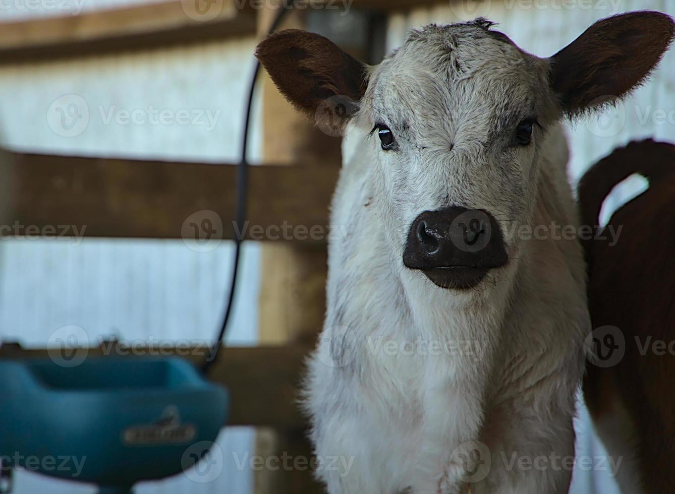 cuttest white calf with his black nose photo