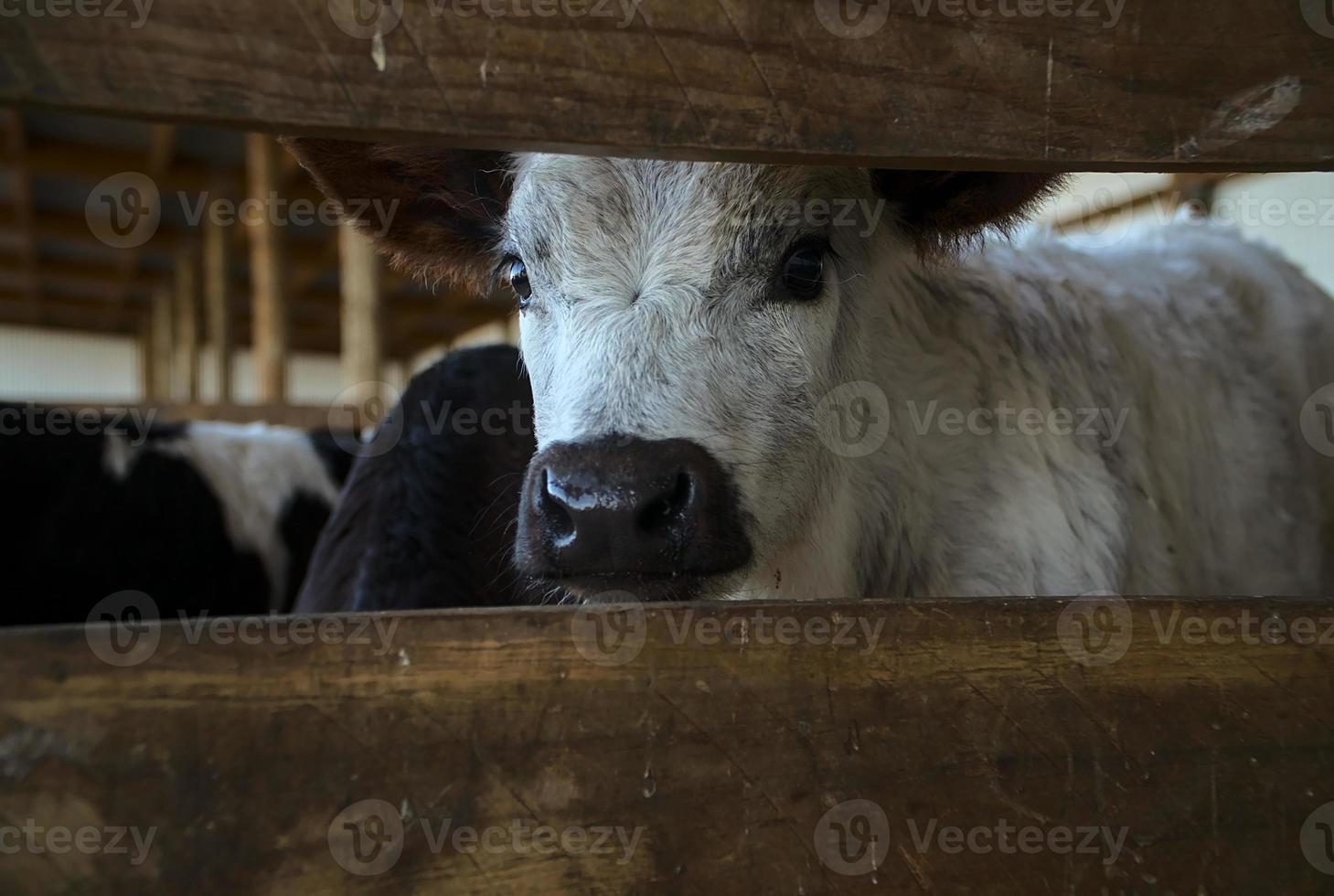 cuttest white calf with his black nose photo