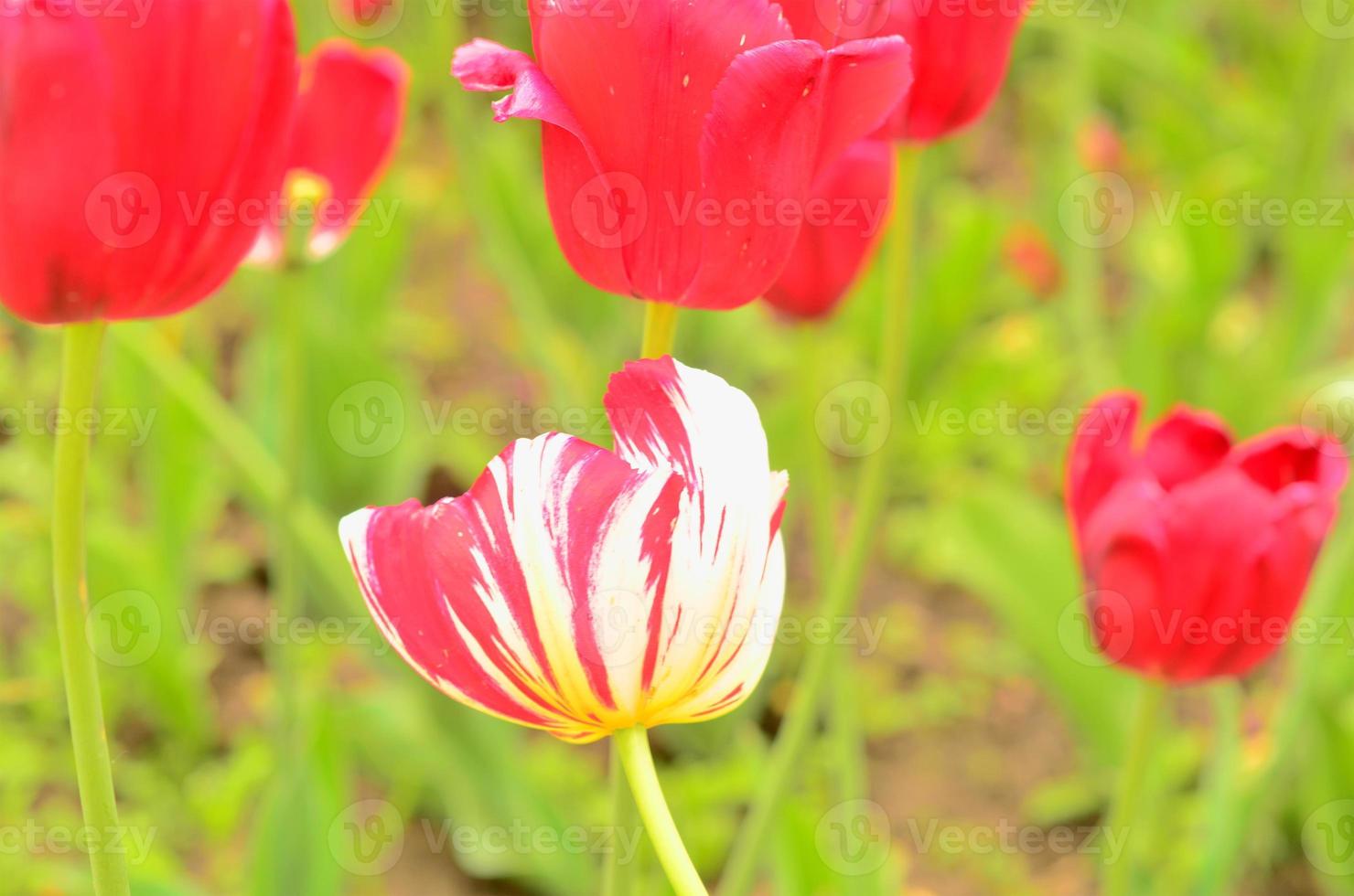 White and red Tulip in the garden.Flower card. photo