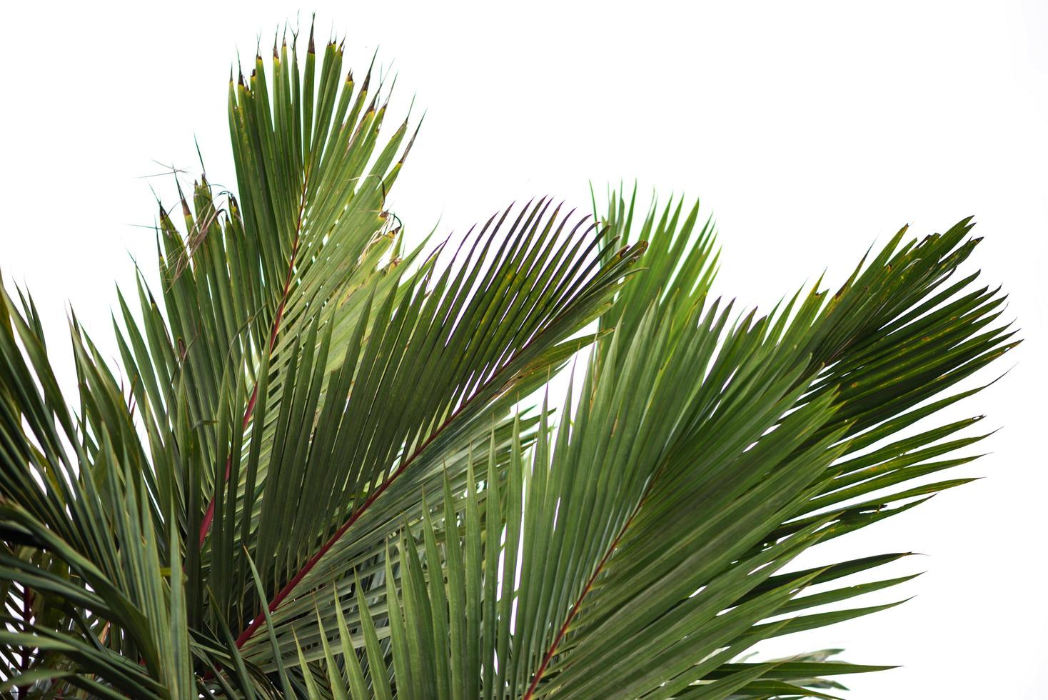 Natural background Palm. Cyrtostachys renda Blum leaves photo