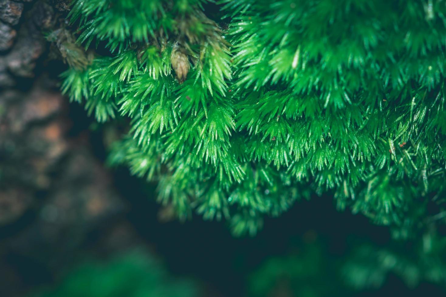 Natural background Moss green photo