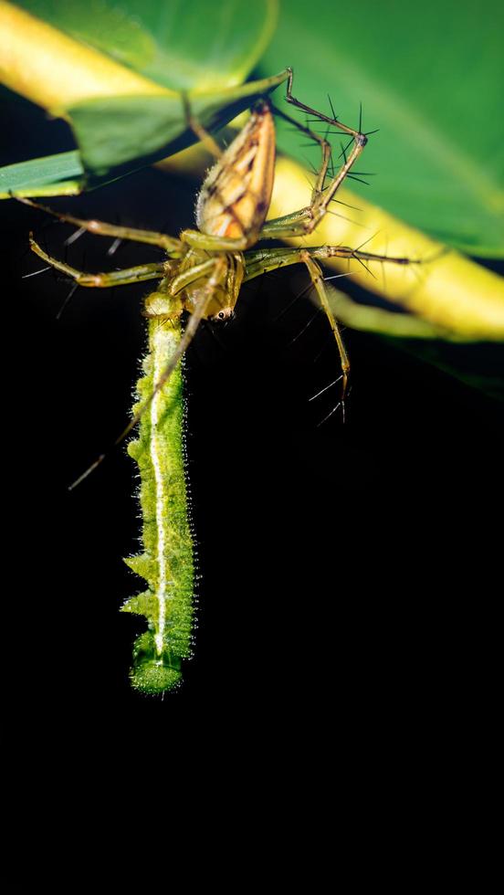 araña en una hoja verde foto