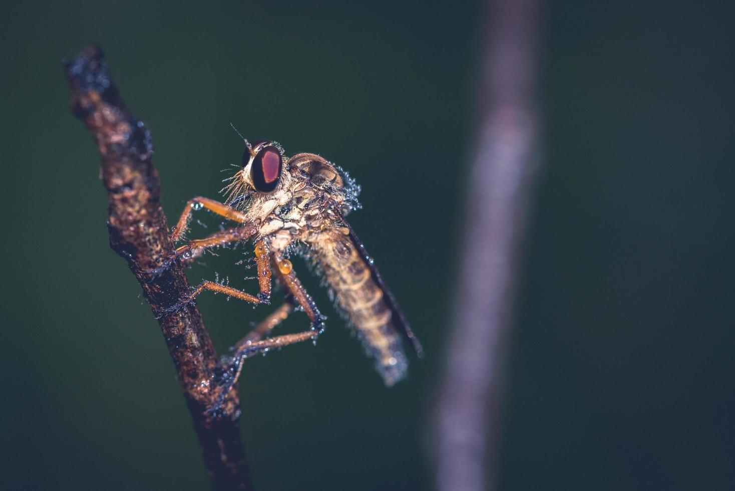 Un disparo macro extremo de una mosca ladrona foto