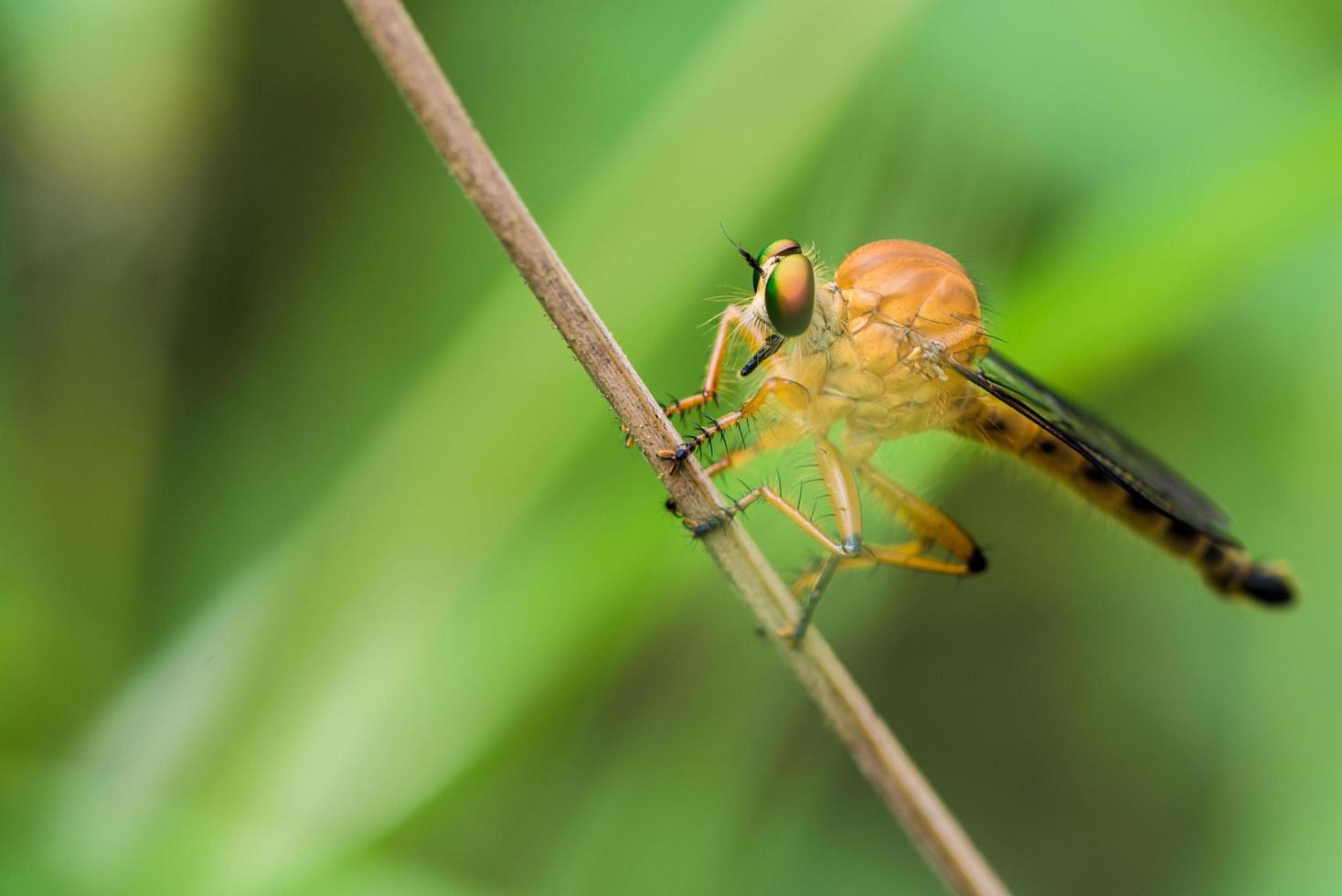 Un disparo macro extremo de una mosca ladrona foto