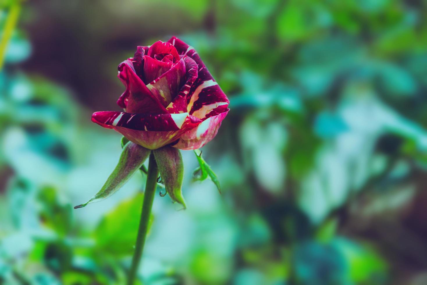 background nature Flower Valentine. pink rose full flower. Blurred Background photo