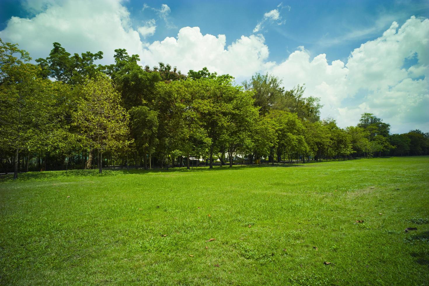 hermosa hierba verde en el parque foto