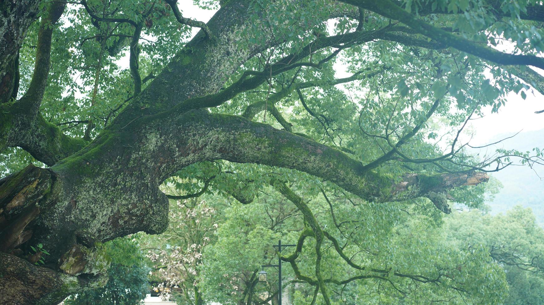 La vista del árbol viejo y grande lleno de hojas verdes en el campo de China foto