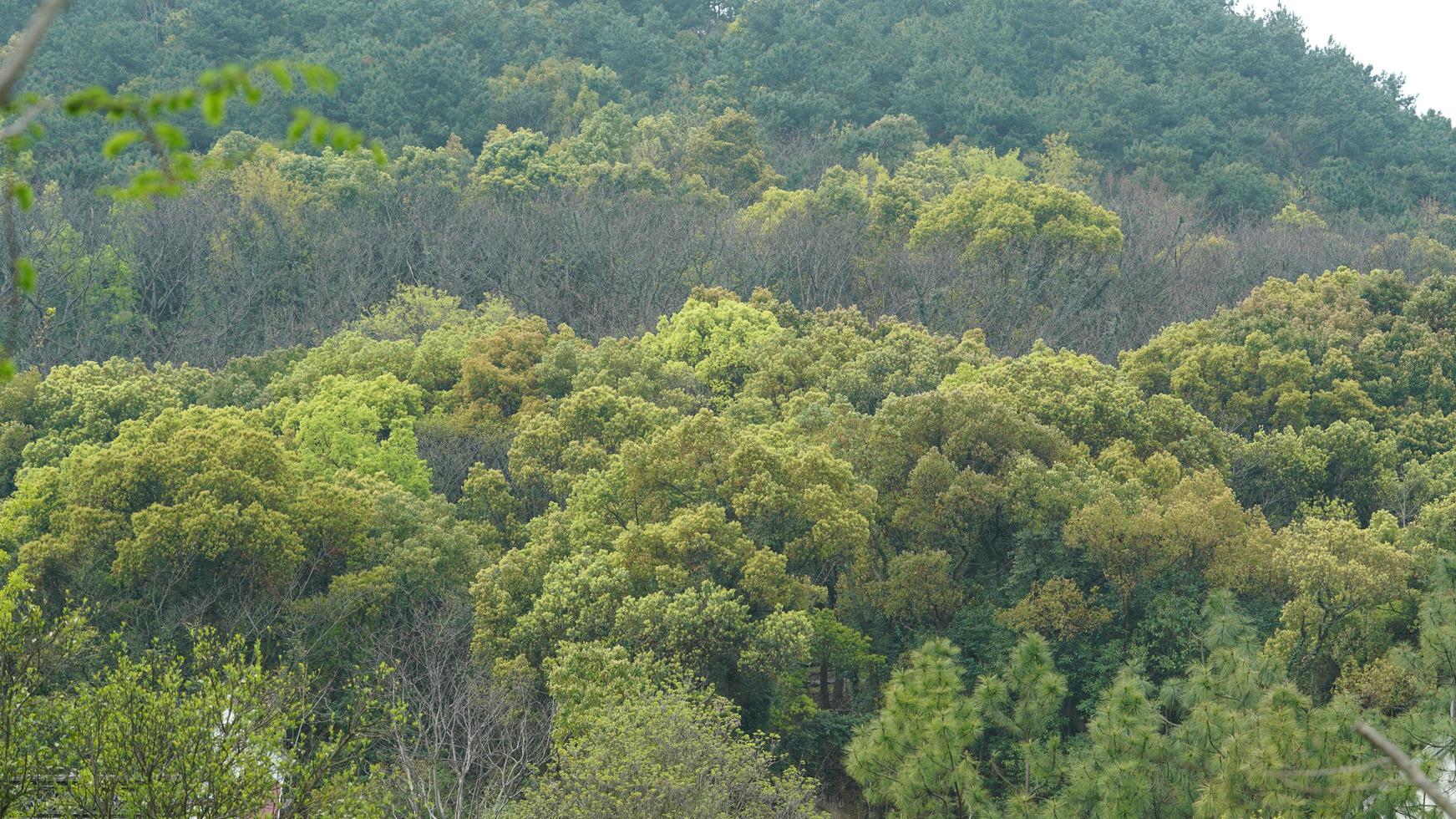 The beautiful spring landscape in the forest with the fresh green trees and the warm sunlight photo
