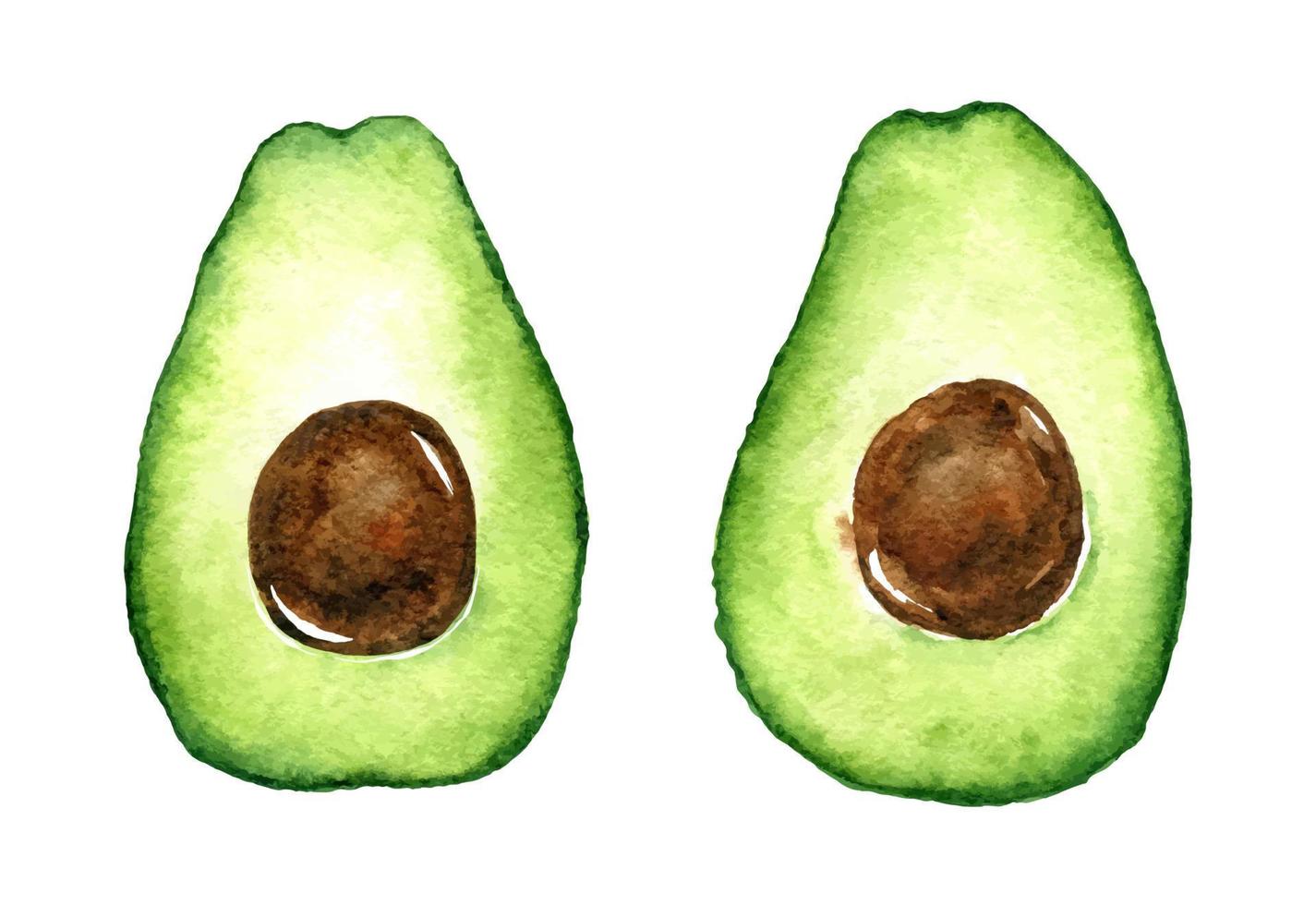 mitades de aguacate acuarela aisladas sobre fondo blanco. ilustración  dibujada a mano. perfecto para su proyecto, tarjetas, impresiones, portadas,  menú o patrones. 5003669 Vector en Vecteezy