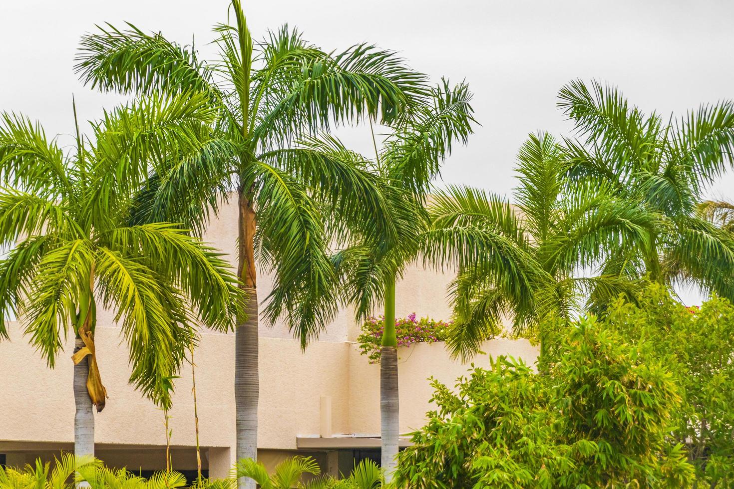 Tropical palm trees with cloudy sky Playa del Carmen Mexico. photo