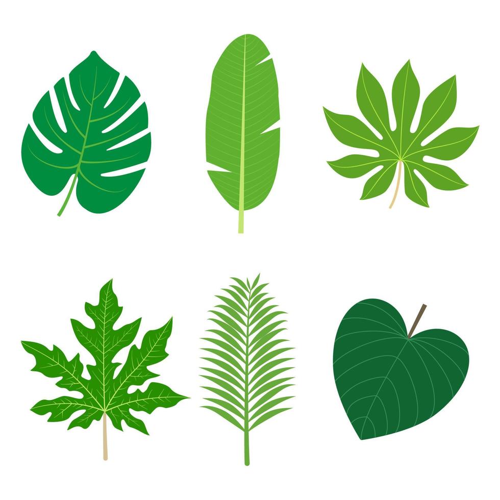 conjunto de elementos de diseño floral de hojas tropicales vector