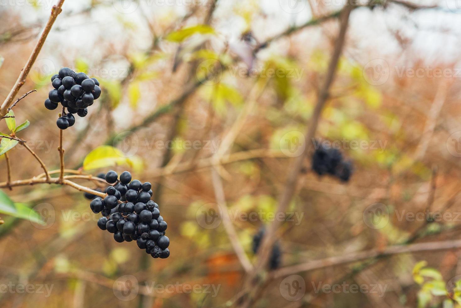 bayas negras no comestibles en una rama desnuda. gran plan. baya de lobo en el bosque en una rama, grande. bayas peligrosas. fruta tóxica foto