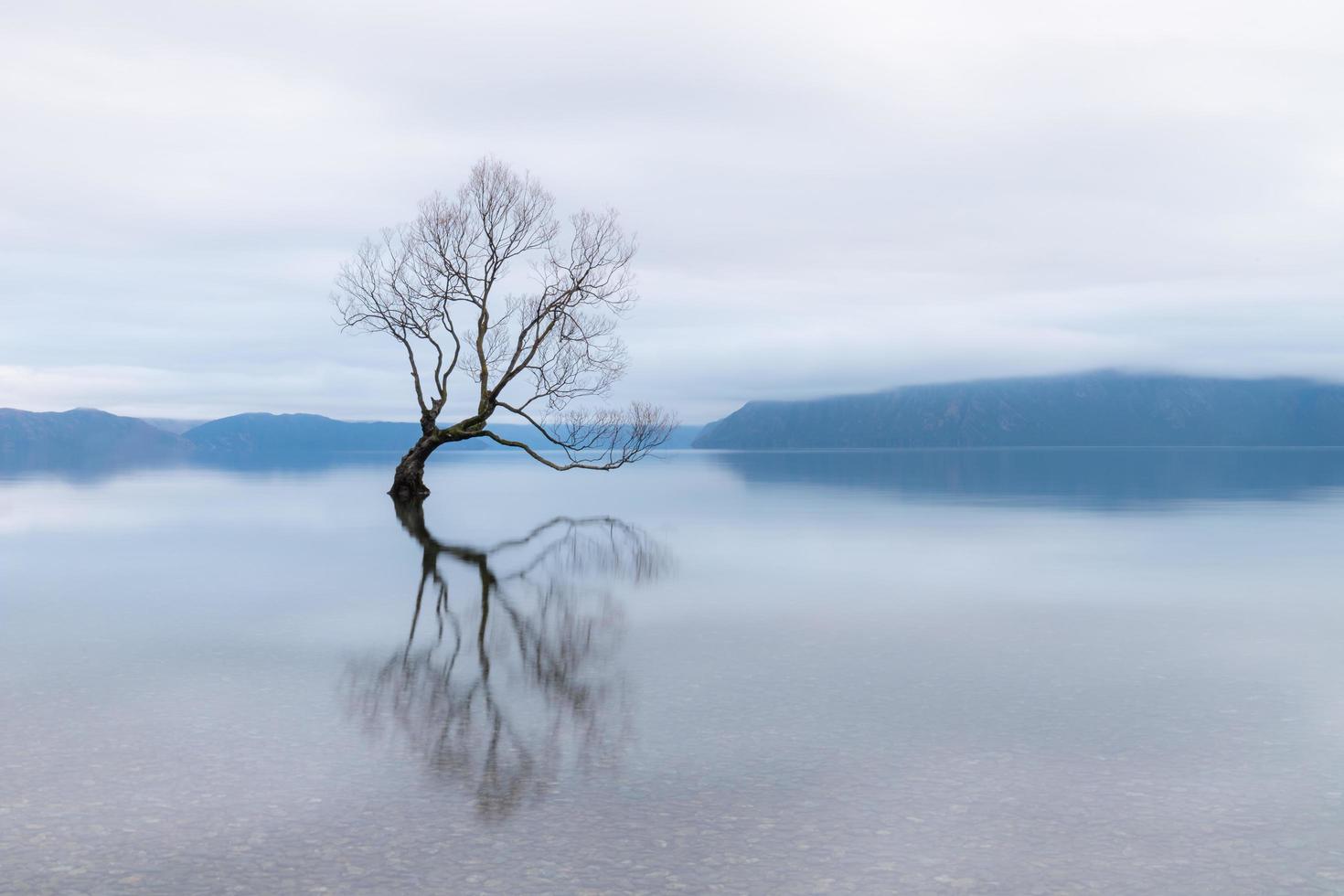 The Wanaka Tree, the most famous willow tree in Lake Wanaka New Zealand photo