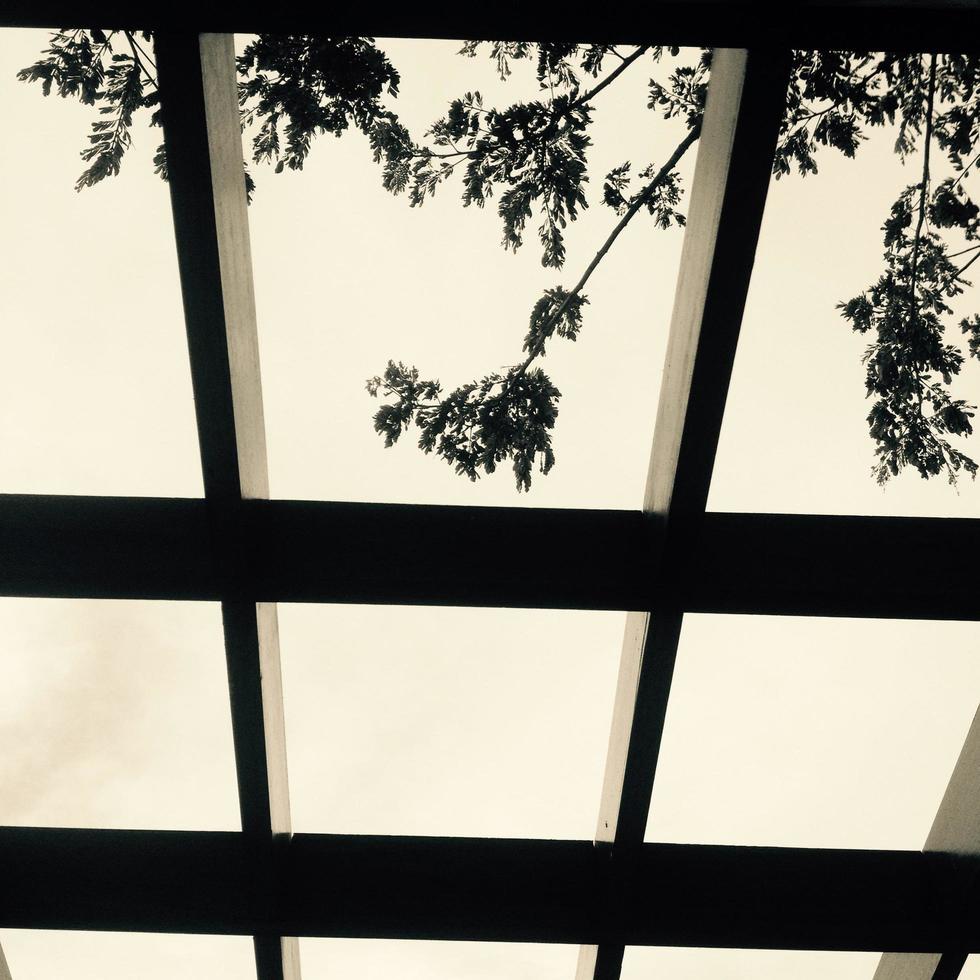 silhouette of leaves against the background of the evening sky photo