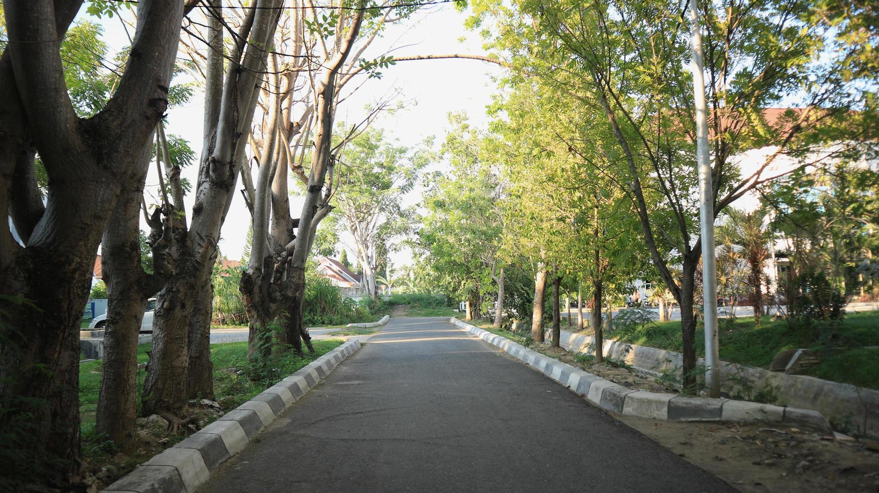 view of a deserted street with lush trees on the left and right photo