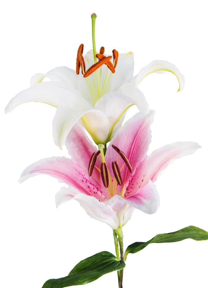 flower lily on a white background with copy space for your message photo