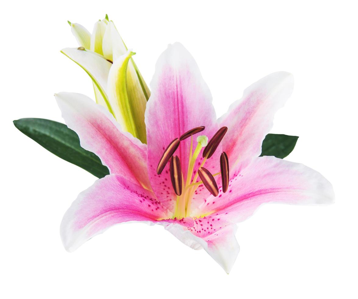 flower lily on a white background with copy space for your message photo