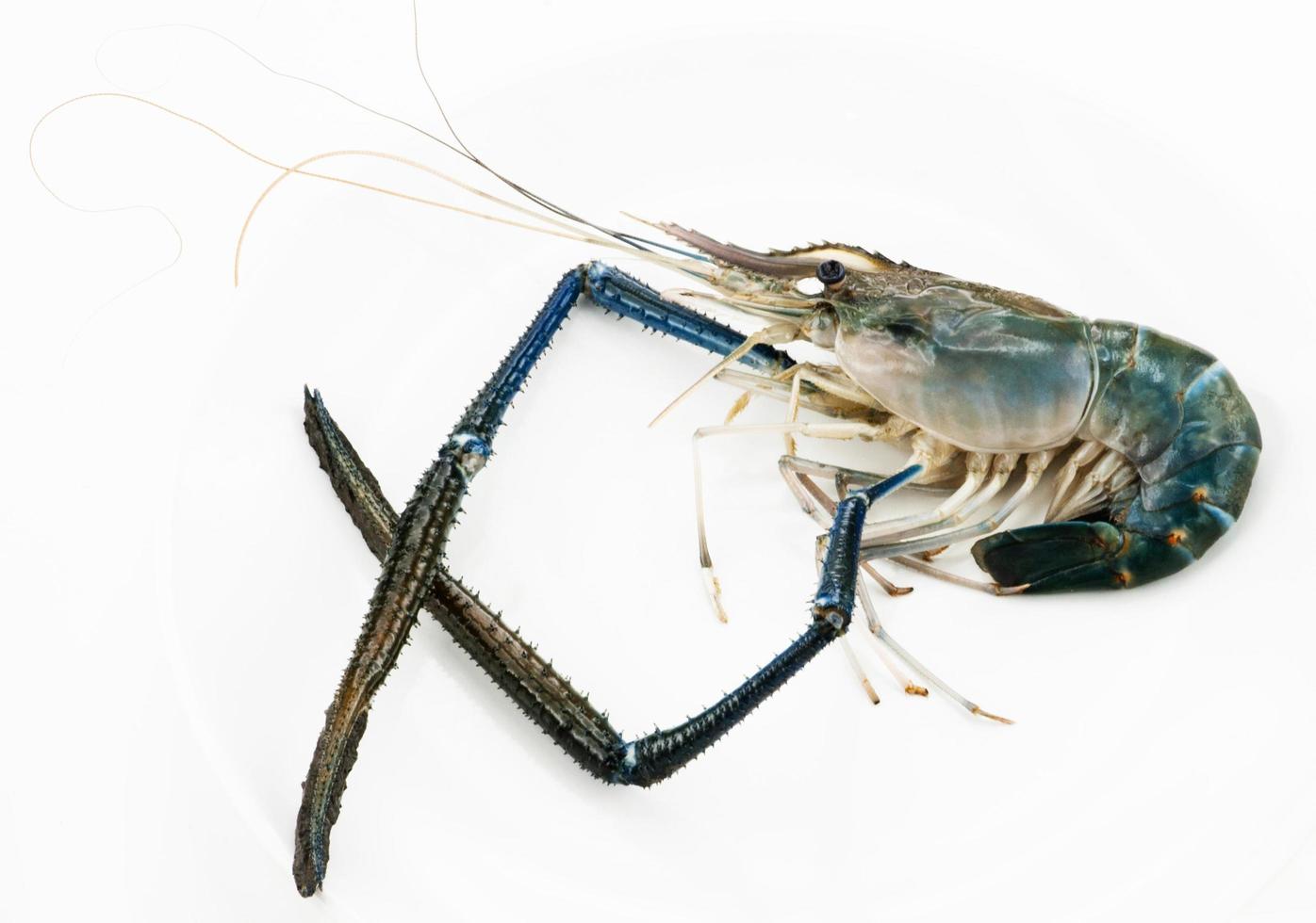 Fresh shrimp on a white background photo