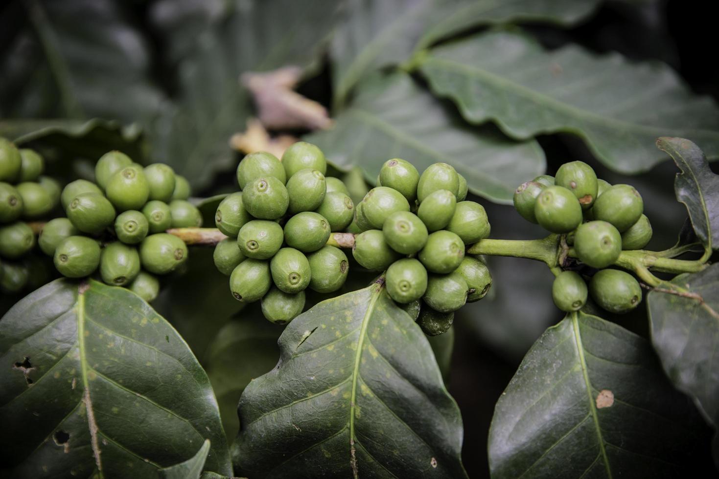 Coffee beans ripening on tree in North of thailand photo