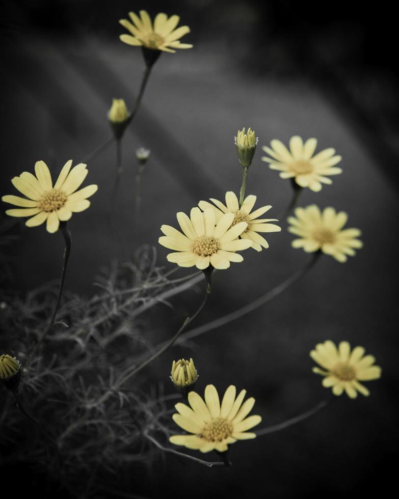 flower on black flower design photo