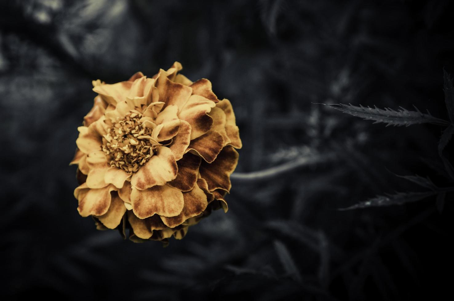 Retro flowers,Vintage Flowers background photo