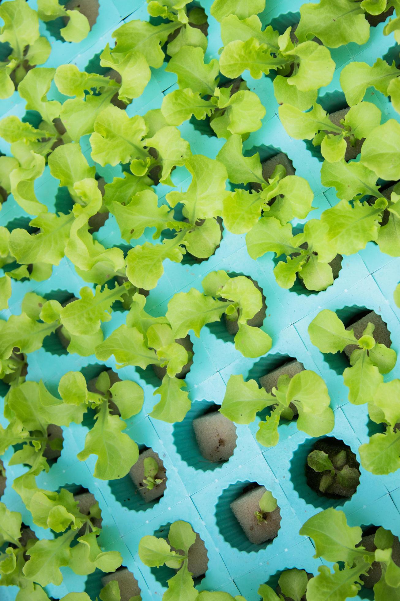 Green vegetables, organic Growing Without Soil 5010929 Stock Photo at