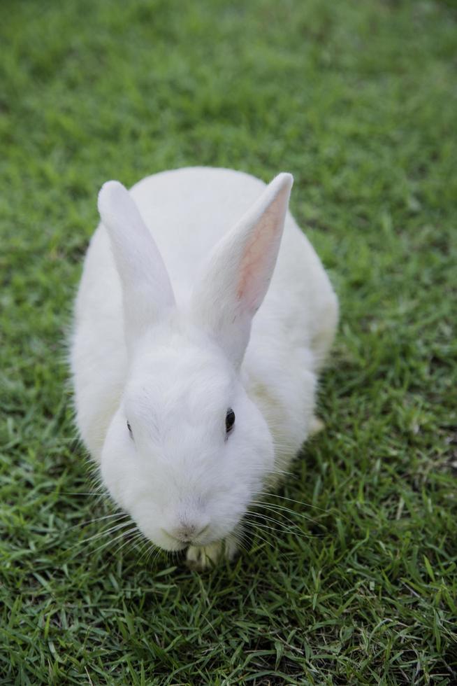 Cottontail bunny rabbit eating grass in the garden photo