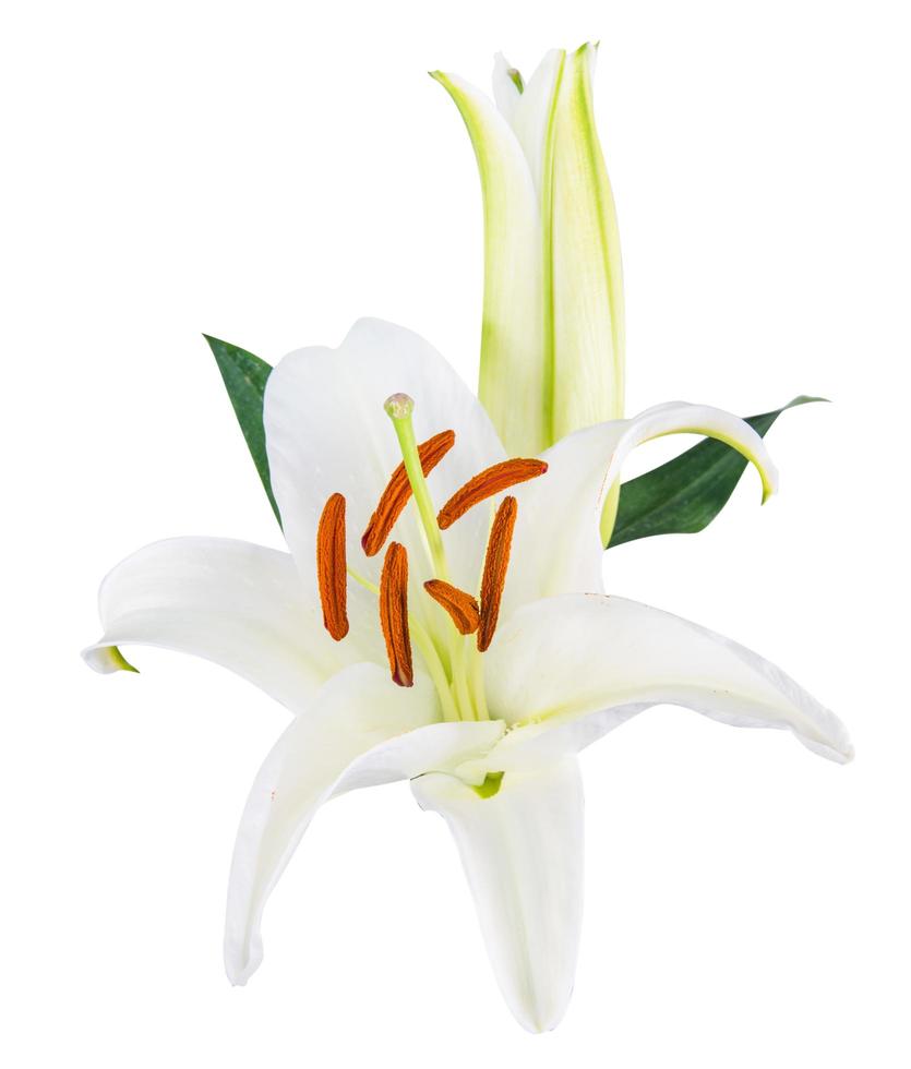 flower lily on a white background with copy space for your message photo