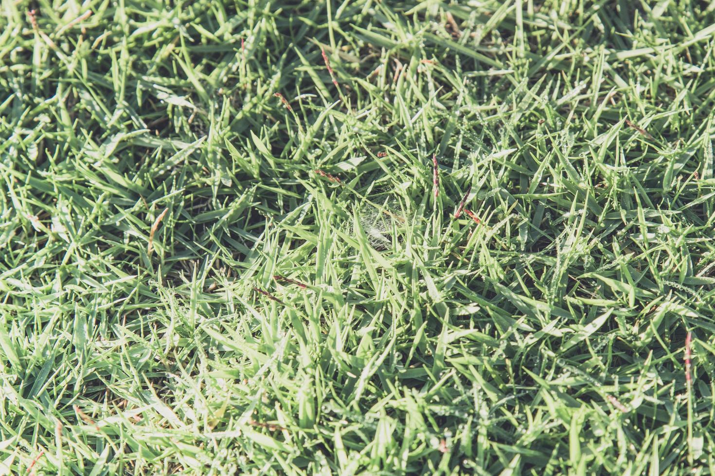 Green grass seamless texture photo