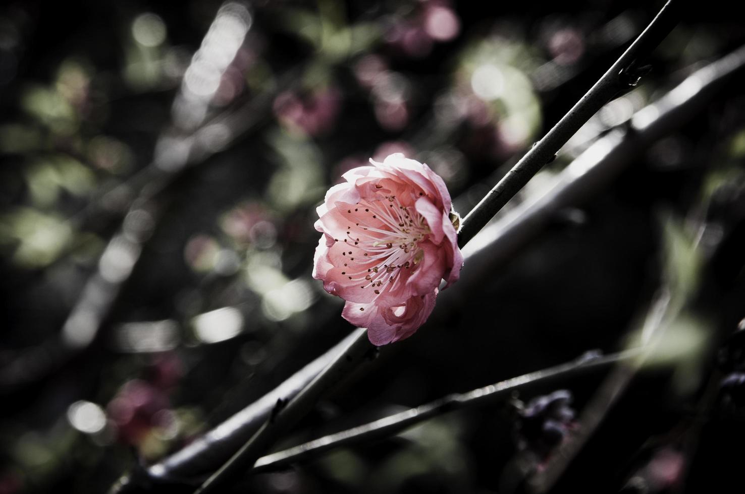 flor en diseño de flor negra foto