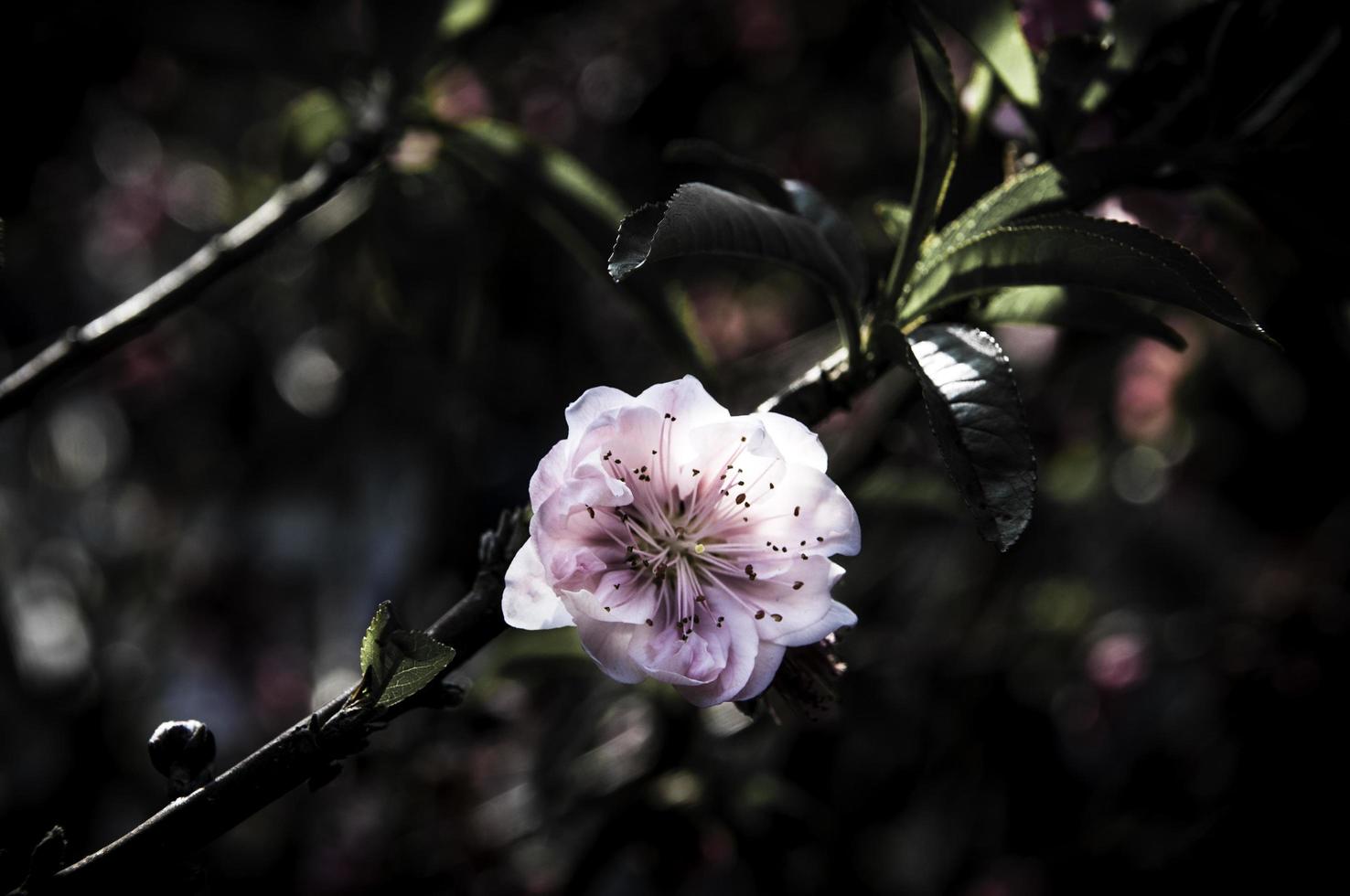 flower on black flower design photo