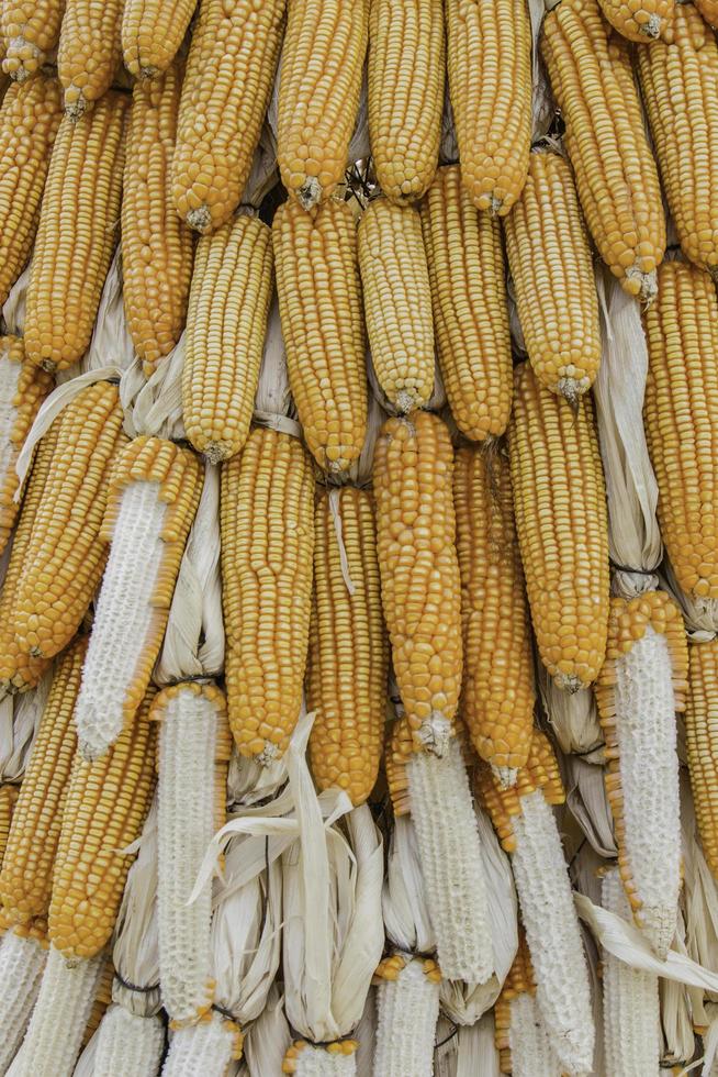Closeup corn on the stalk in the corn field photo