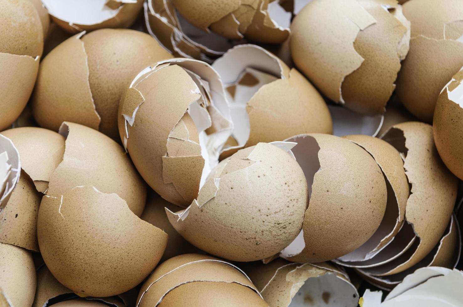 Lots of broken egg shells photo