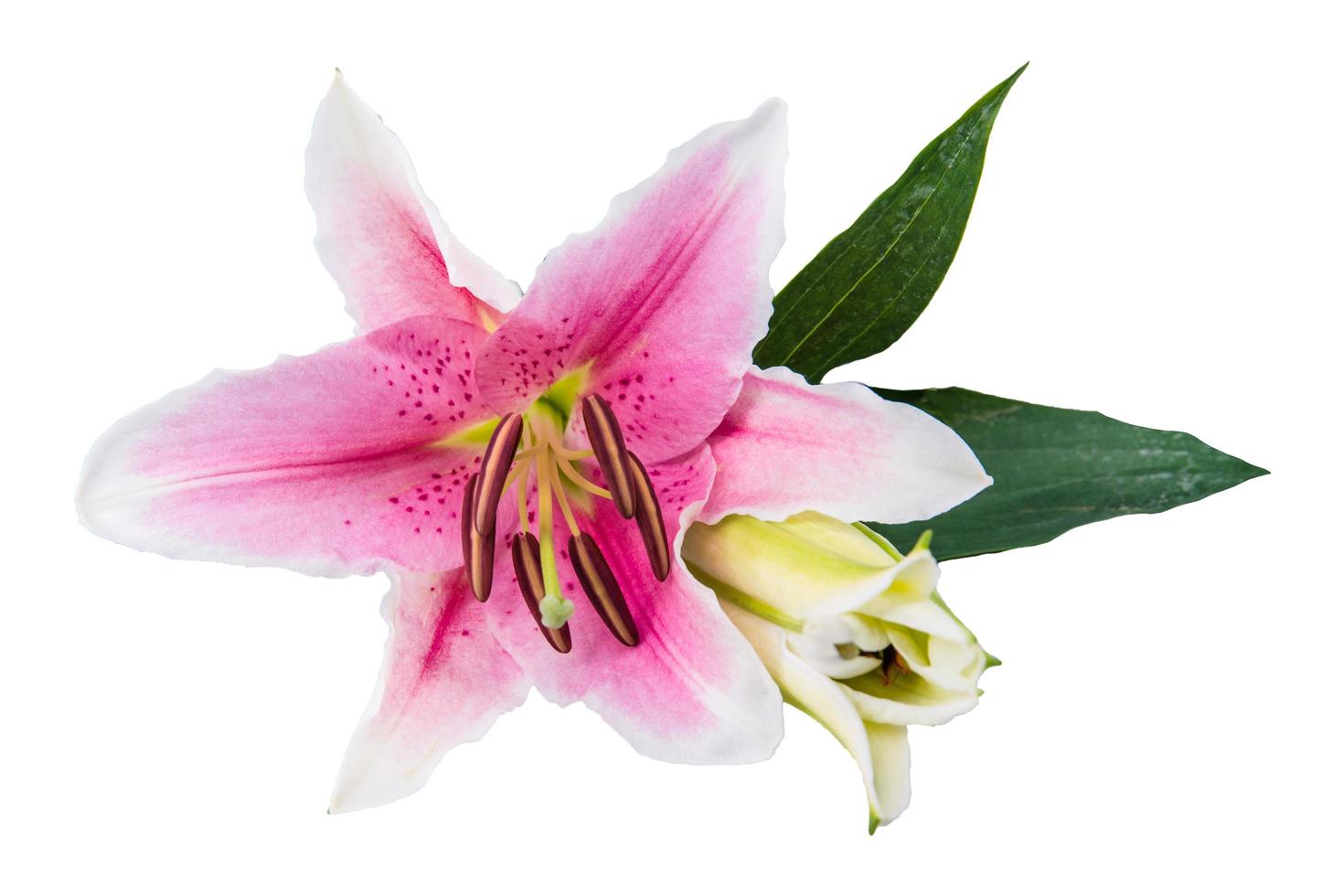 flower lily on a white background with copy space for your message photo