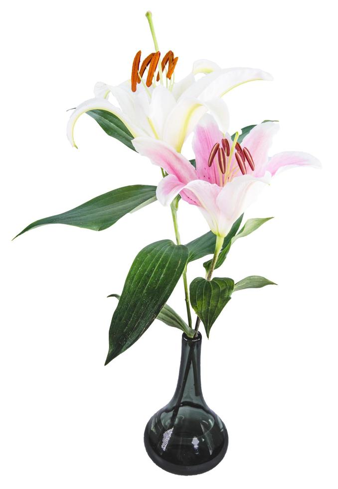 flower lily on a white background with copy space for your message photo