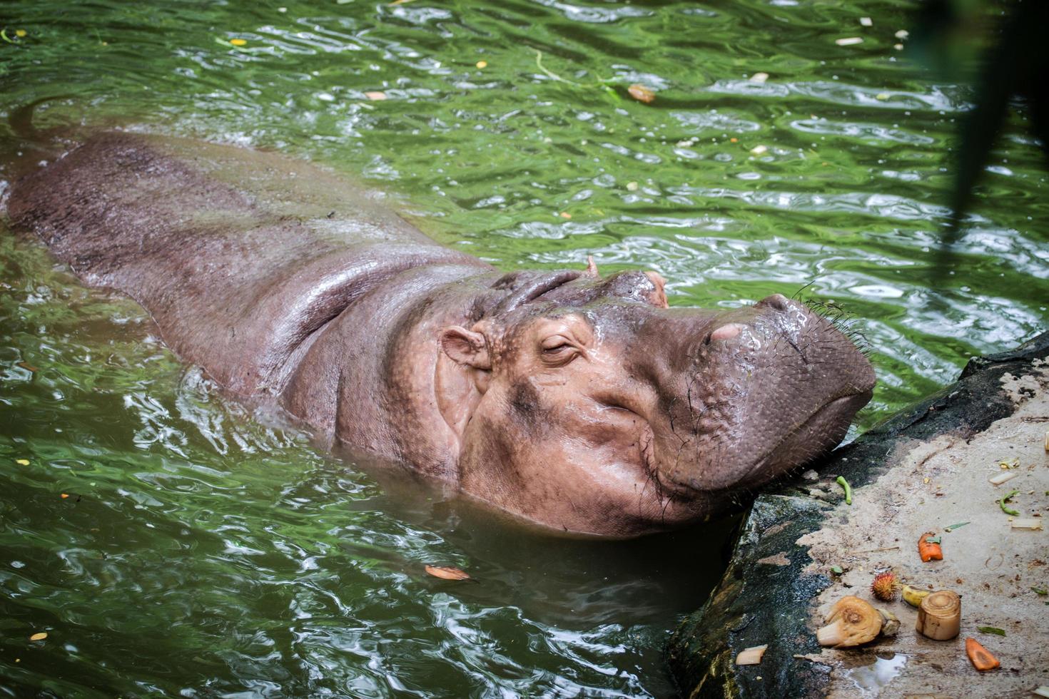 hipopótamo el hipopótamo, o hipopótamo, en su mayoría mamífero herbívoro en el África subsahariana. foto