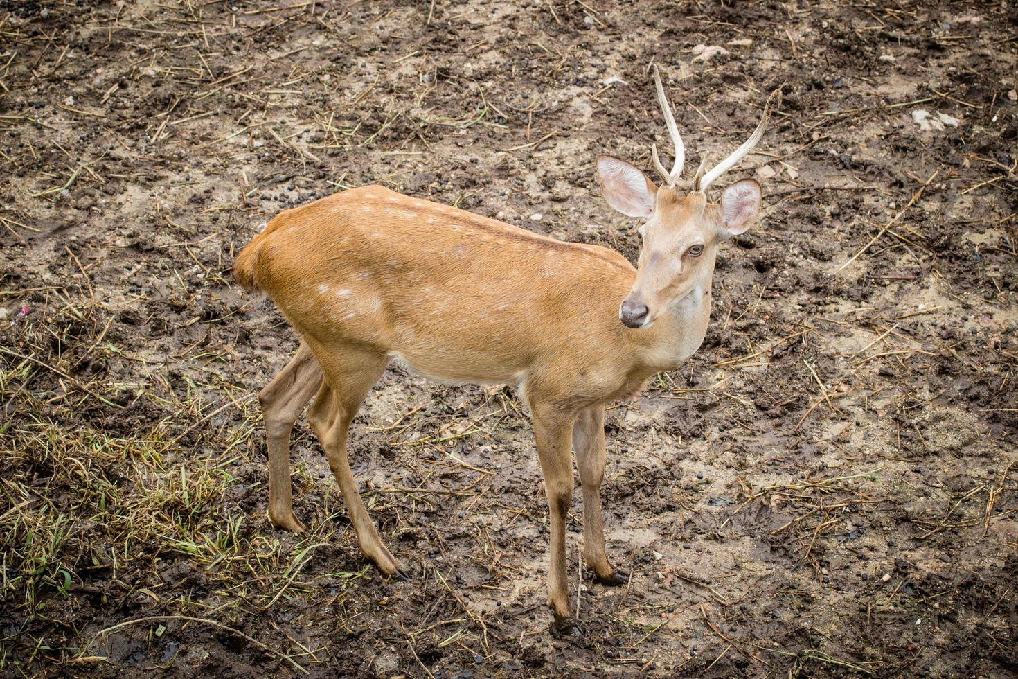 Brown Deer Park is open to the background soil. photo