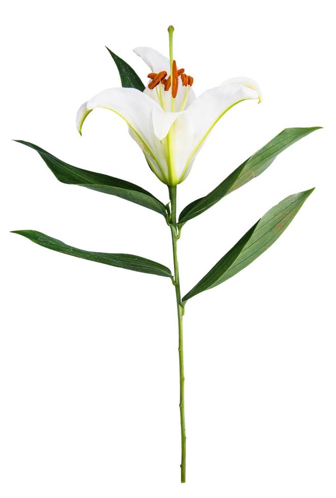 Lily flor sobre un fondo blanco con espacio para copiar su mensaje foto