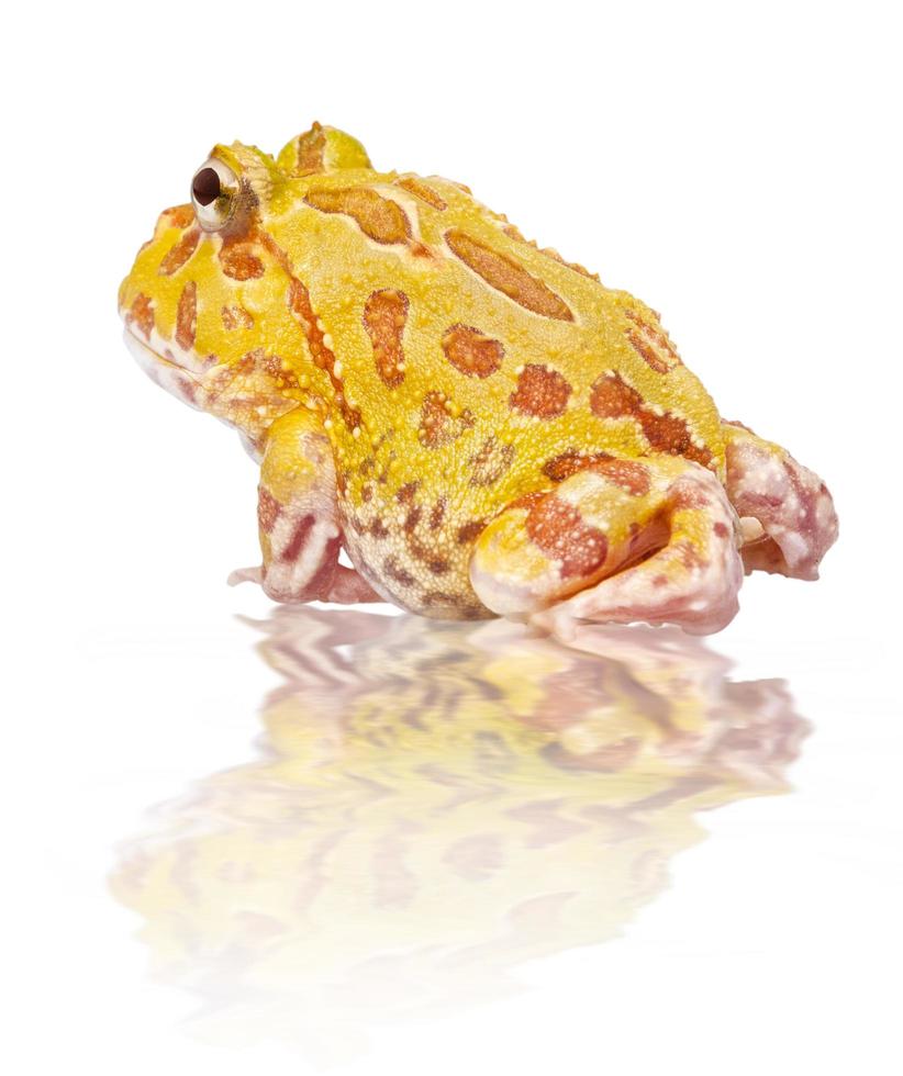 Argentine Horned Frog, Ceratophrys ornata, isolated on white photo