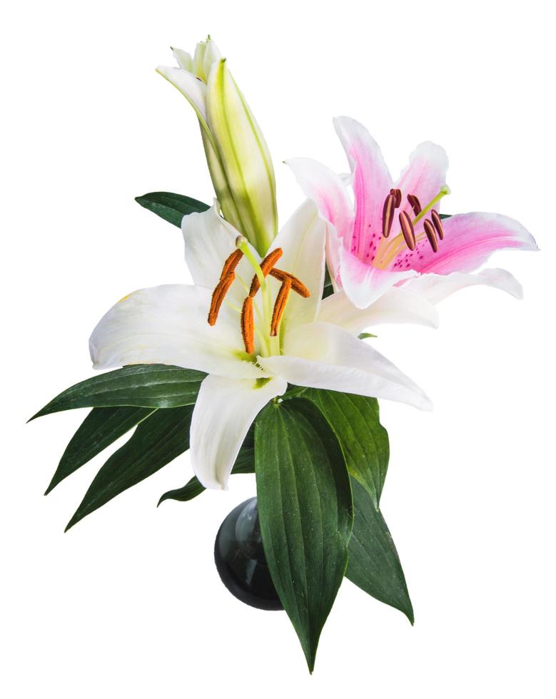 Lily flor sobre un fondo blanco con espacio para copiar su mensaje foto